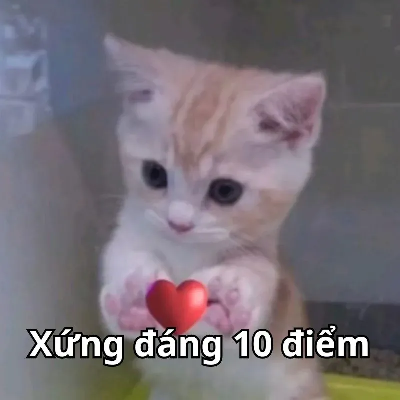 10 điểm meme 35