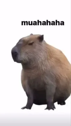 capybara meme 1