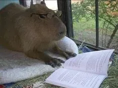 capybara meme 3