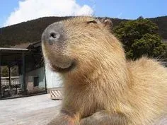 capybara meme 4