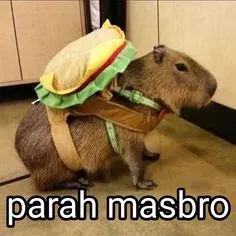 capybara meme 9