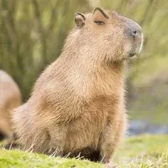 capybara meme 11