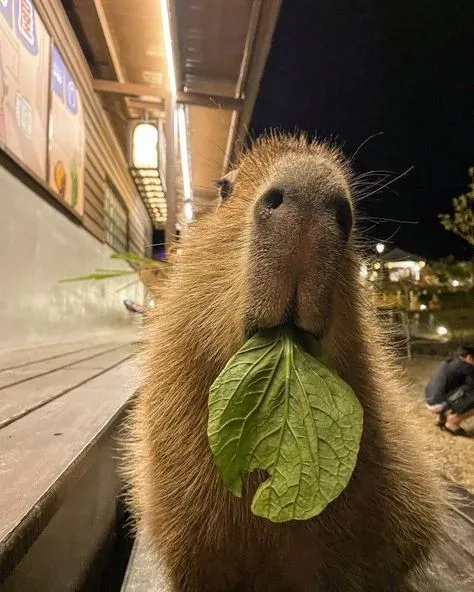 capybara meme 13