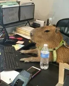 capybara meme 14