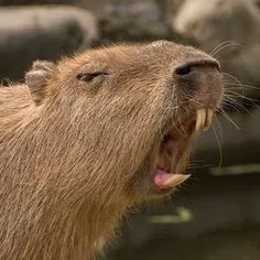 capybara meme 17