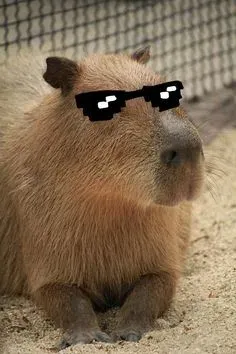 capybara meme 20