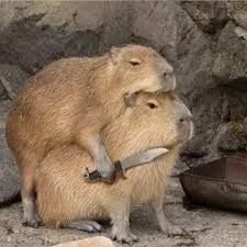 capybara meme 21