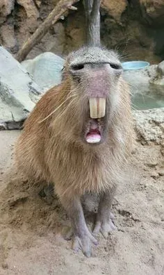 capybara meme 26