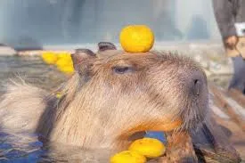 capybara meme 27