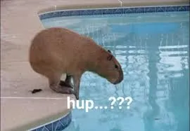 capybara meme 29