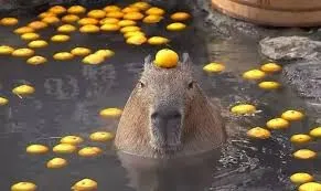 capybara meme 32