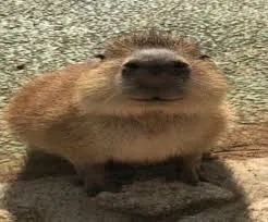 capybara meme 33