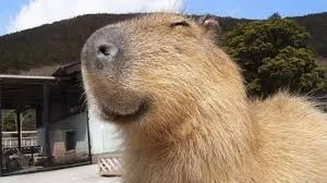 capybara meme 34