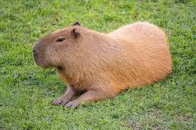 capybara meme 35