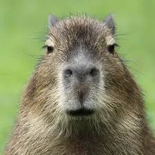 capybara meme 37