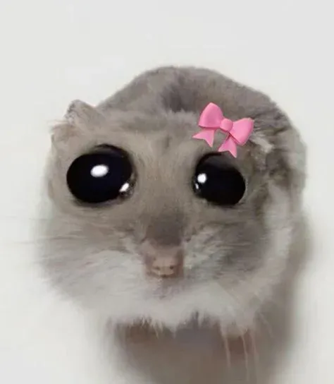 hamster meme 4