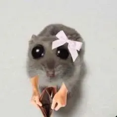 hamster meme 6