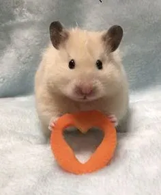 hamster meme 7