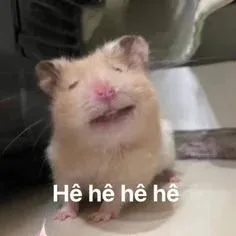 hamster meme 14