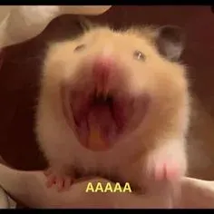 hamster meme 24