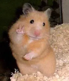 hamster meme 27