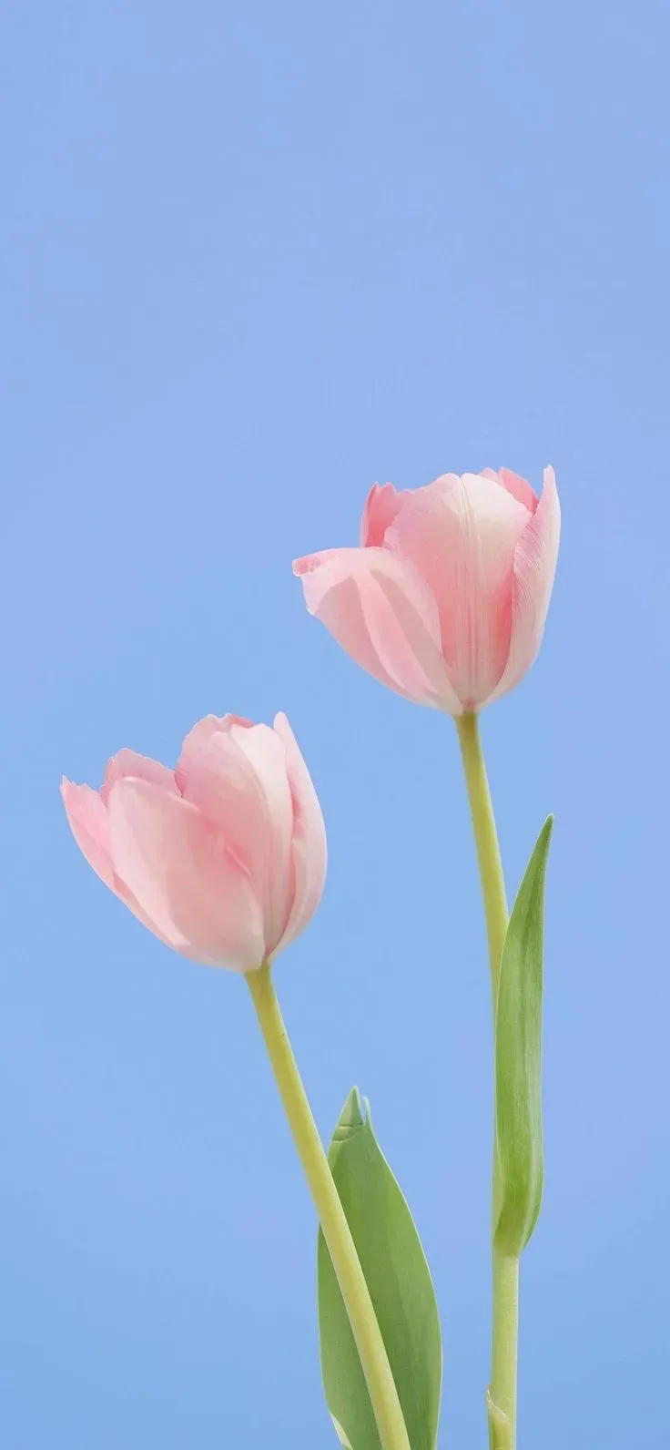 Hình nền hoa tulip 1