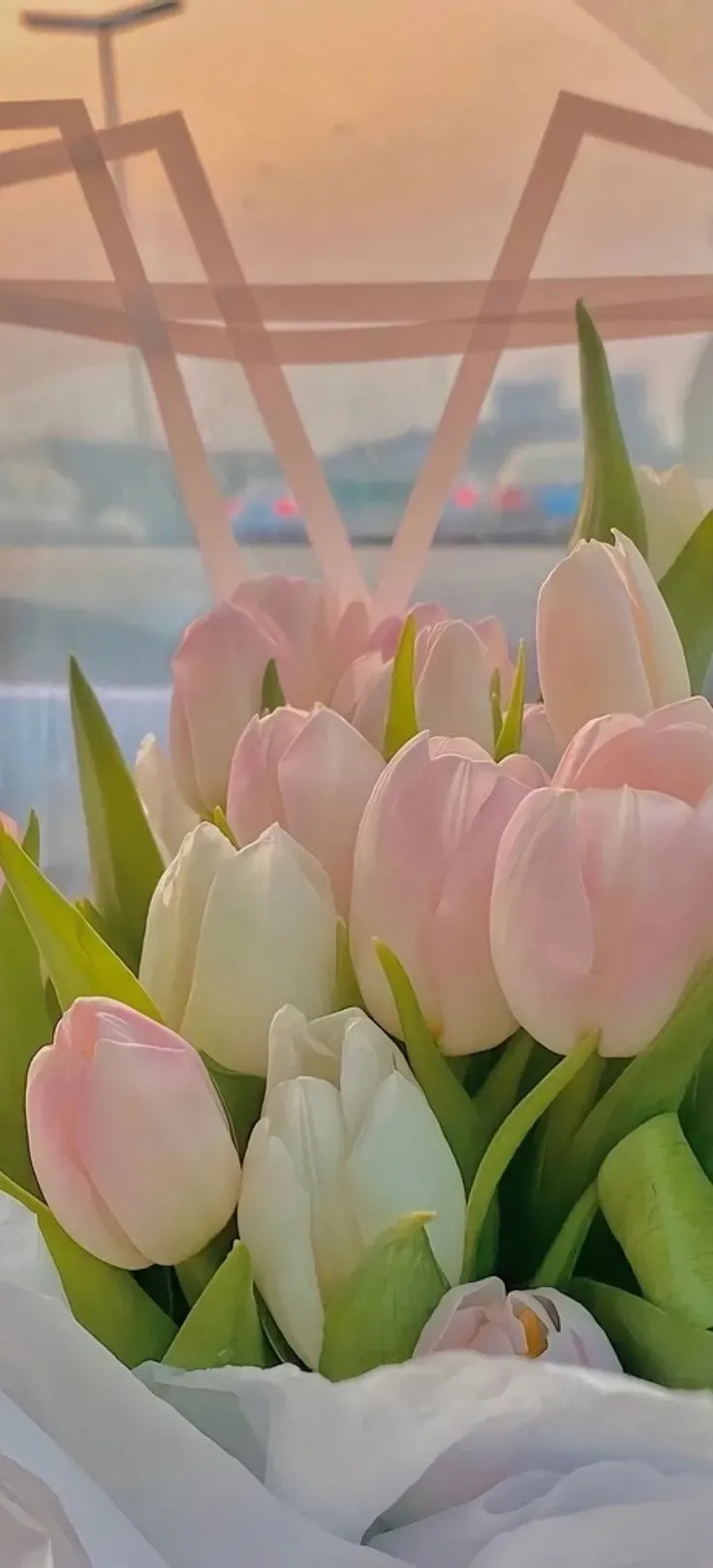 Hình nền hoa tulip 12