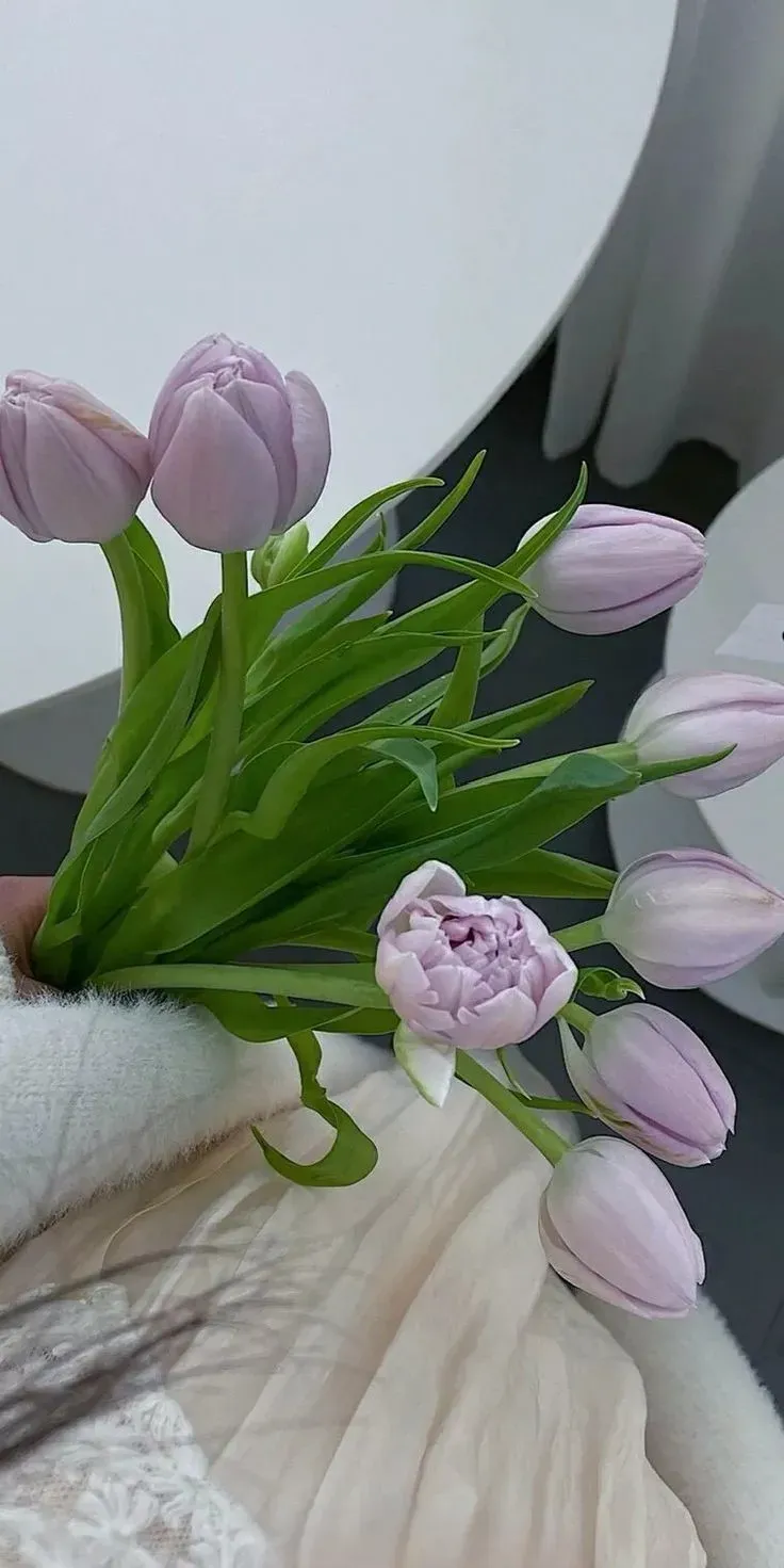 Hình nền hoa tulip 15