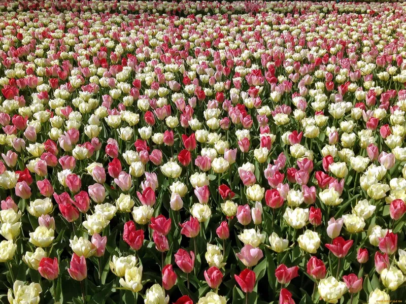 Hình nền hoa tulip 38