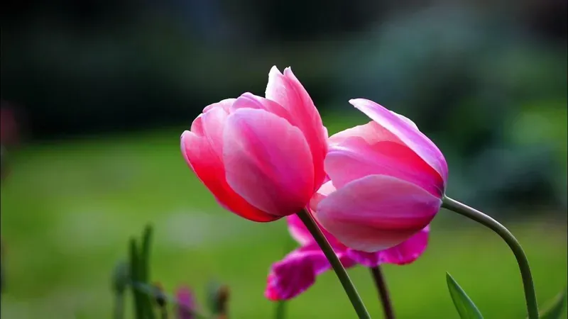 Hình nền hoa tulip 39