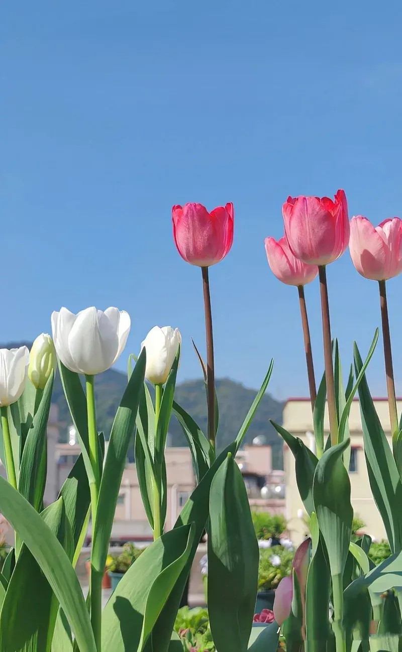 Hình nền hoa tulip 23