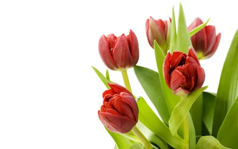 Hình nền hoa tulip 44