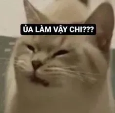 meme bất lực 19