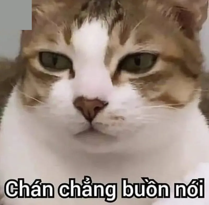 meme bất lực 36