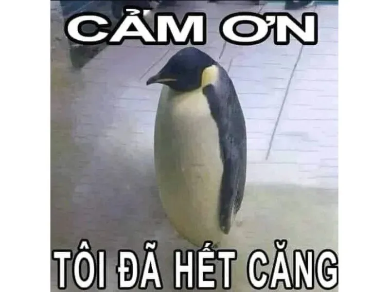 meme cảm ơn 9