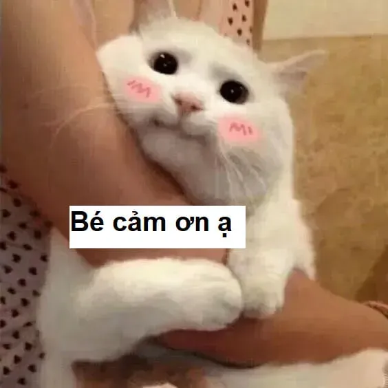 meme cảm ơn 29