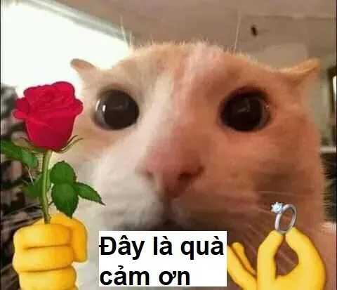 meme cảm ơn 35