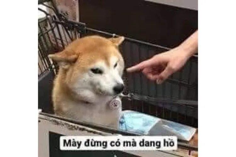 meme chỉ tay 17