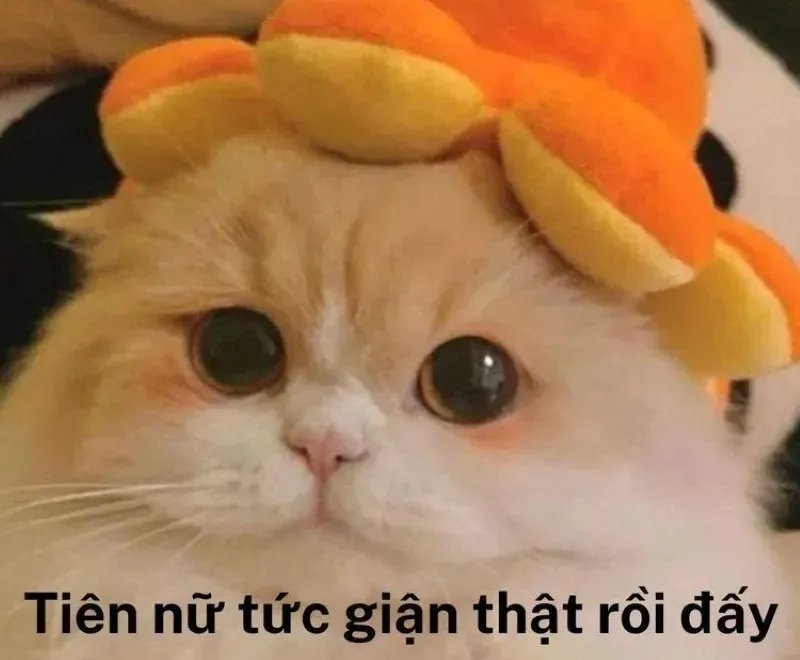 meme dỗi 21