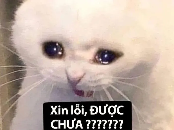 meme dỗi 22