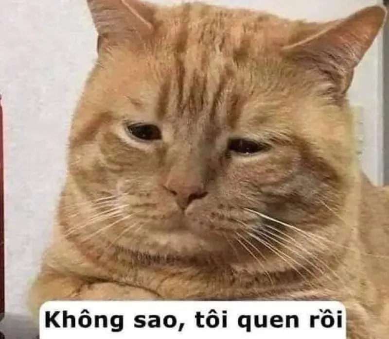 meme dỗi 24