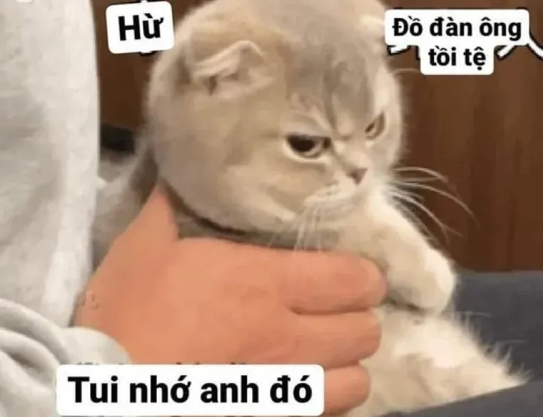 meme dỗi 31