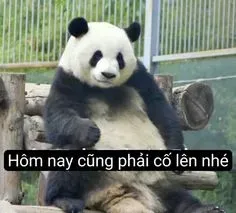 meme gấu trúc 3