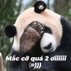 meme gấu trúc 4