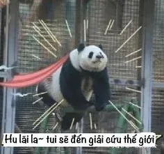 meme gấu trúc 5