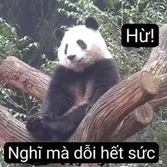 meme gấu trúc 9