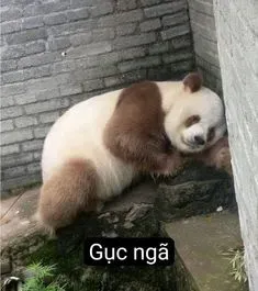 meme gấu trúc 13