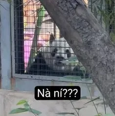 meme gấu trúc 18