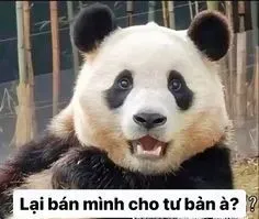 meme gấu trúc 22