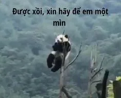 meme gấu trúc 24